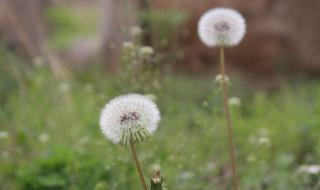 芝麻怎么传播种子仿写 二年级种子传播仿写