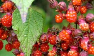 中药只有中国才有吗是中国人发明的吗 中国中药材