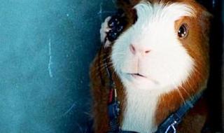 好看的特工类美国电视剧有哪些 豚鼠特工队好看吗